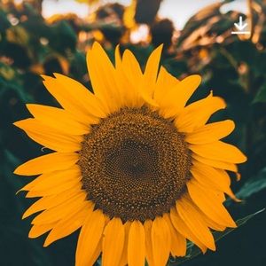 Meet your Posher, Lavon